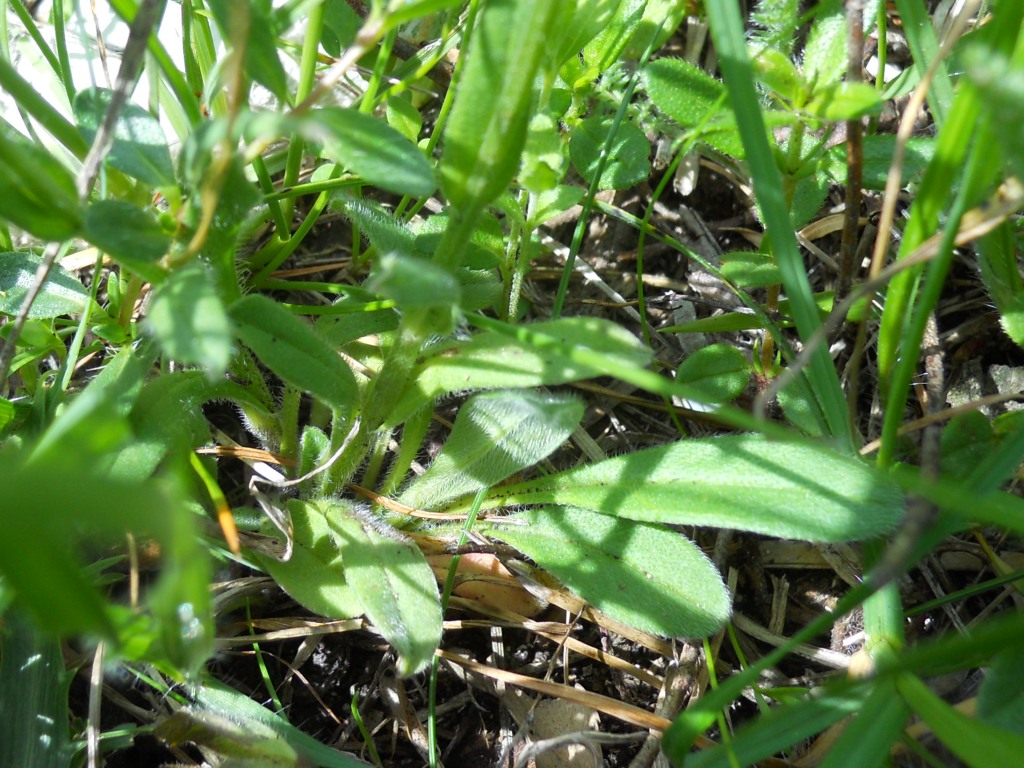 Piccolo fiore blu - Myosotis sp.